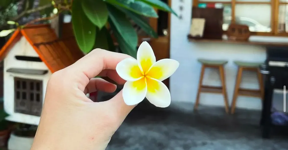 🍋檸檬汁檸檬知之