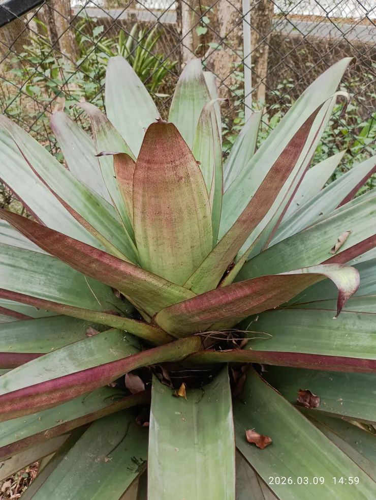 名稱是“積水鳳梨”但不會結果。是個人見過最高巨的，約有二人合抱之圍