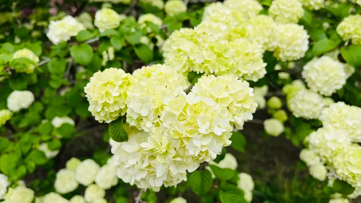 白色的花也是很好看。