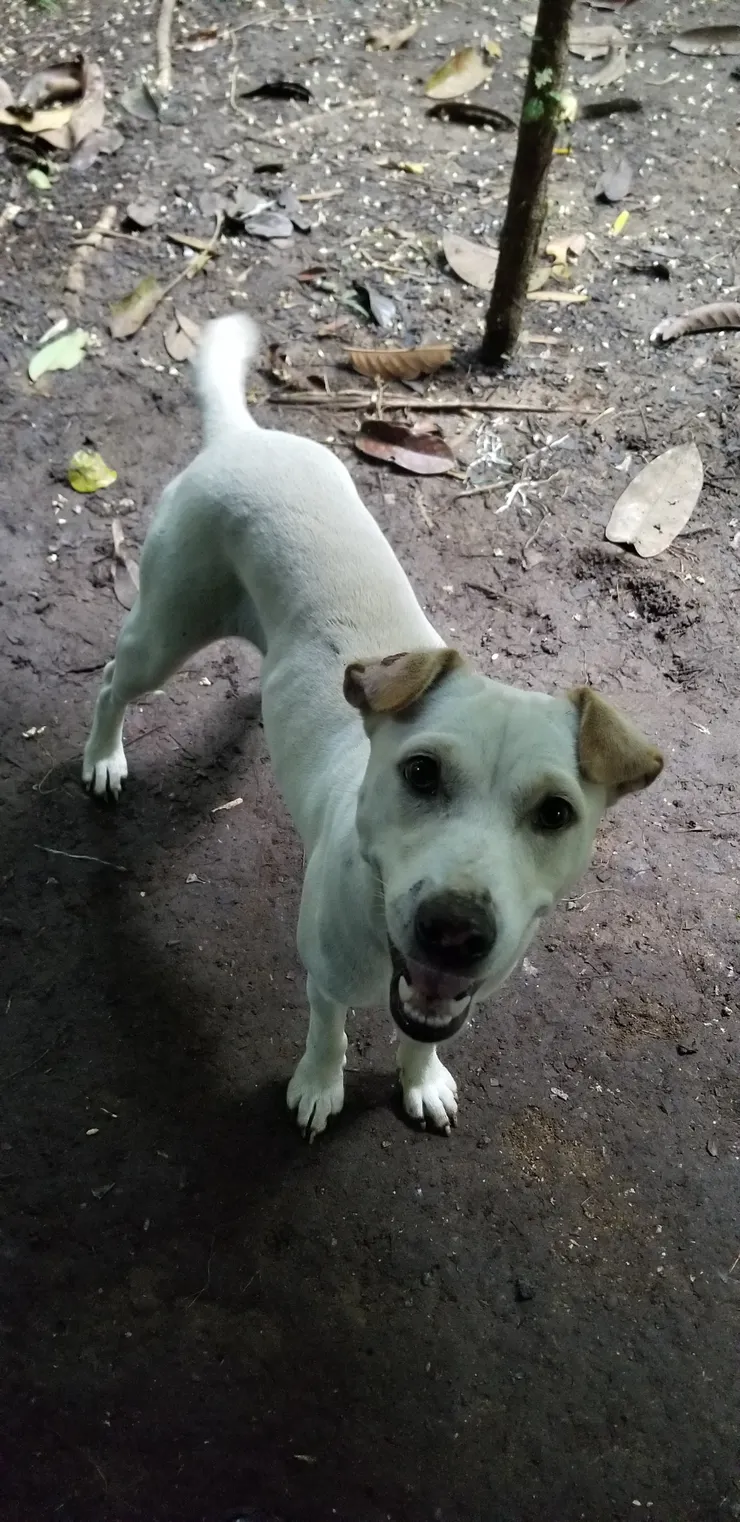 回程時終於看清向導的小狗臉孔