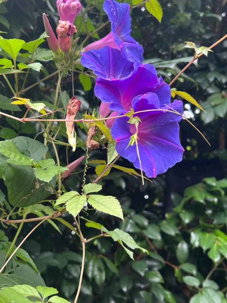 路途中遇見很漂亮的花。