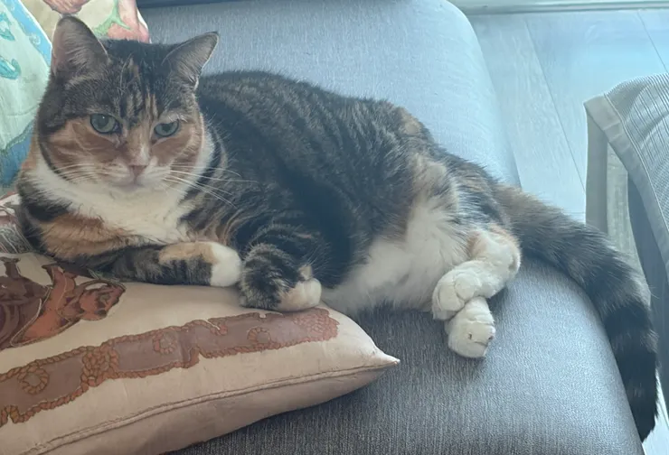 冬冬：母貓，滿15歲，腎病二期步入三期中。