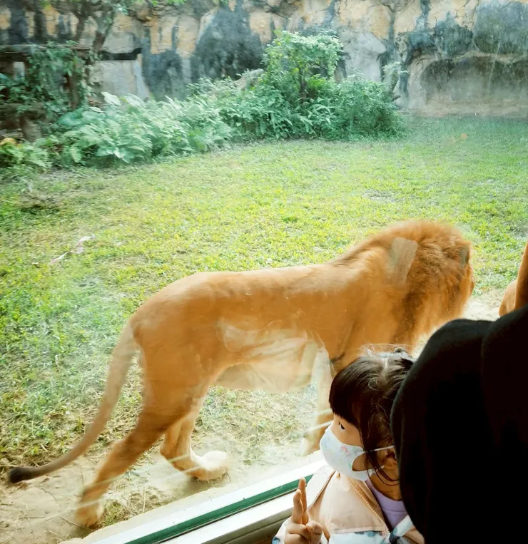 獅子 --- 帥氣的萬獸之王✨