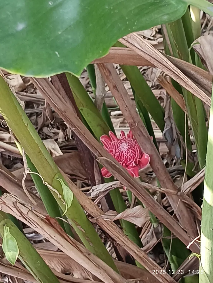 炬薑花紅不如故；今年只見上二株