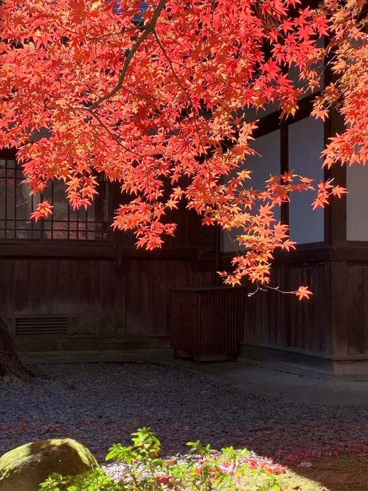 Zora 攝於諏訪大社下秋宮，2024 / 11 / 24。