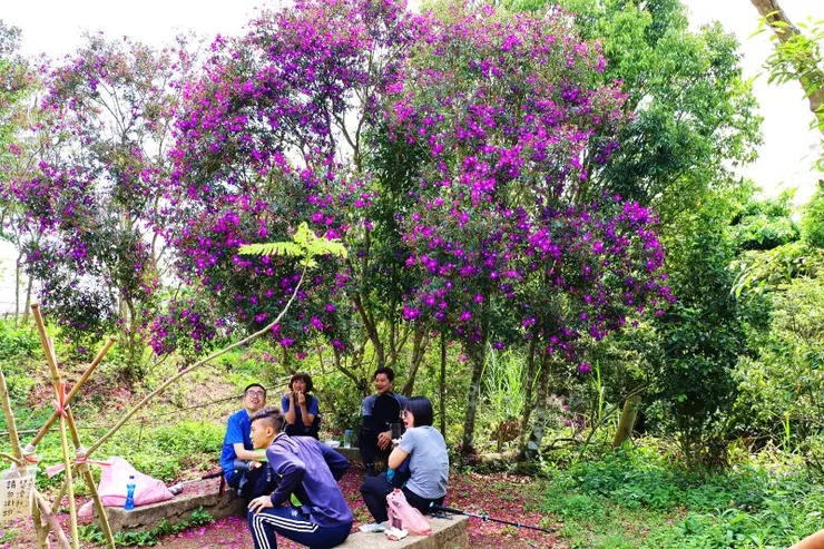 ▲起登後約30分鐘即抵達關刀山，山頂開滿了巴西野牡丹。