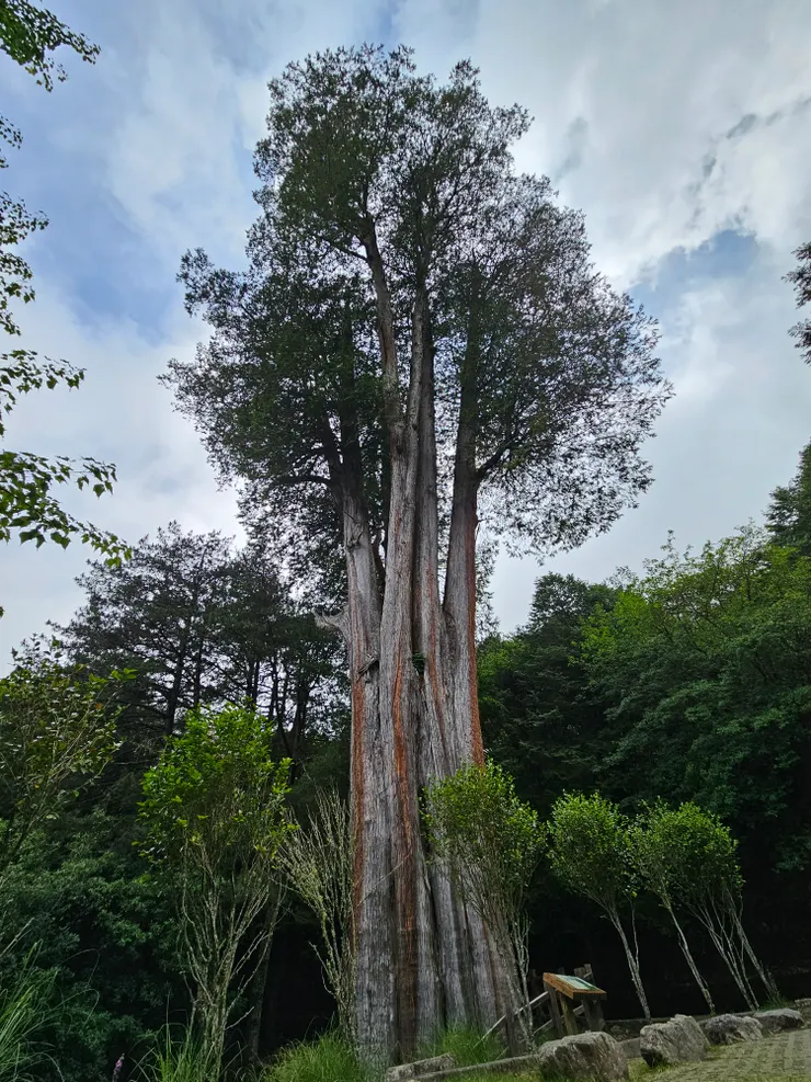 雲霧又飄散過來了,還開始飄起毛毛細雨,趁人潮稍退,趕緊來張雪山神木帥氣的全身照留念吧!