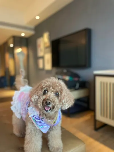 三寶的旅遊小天地