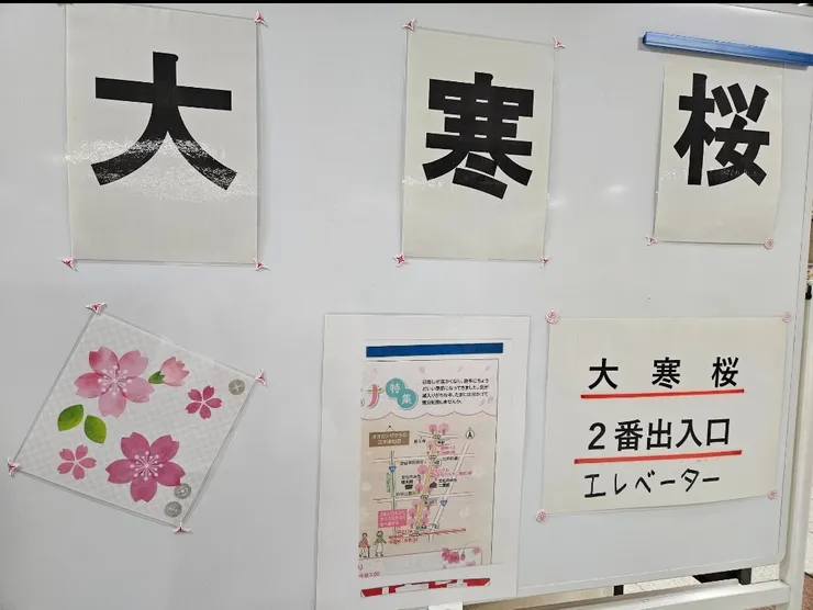 在地鐵站一出閘門就可以看到大寒櫻的指示了