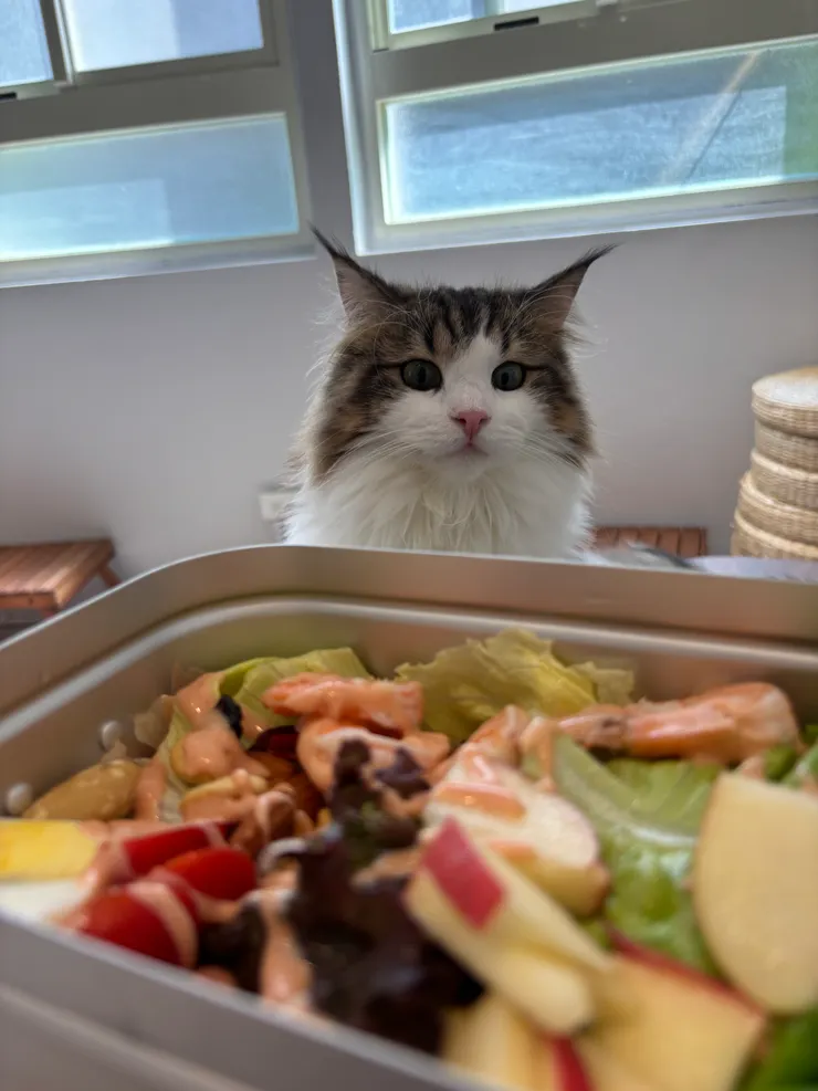 貓境|想偷吃的貓貓