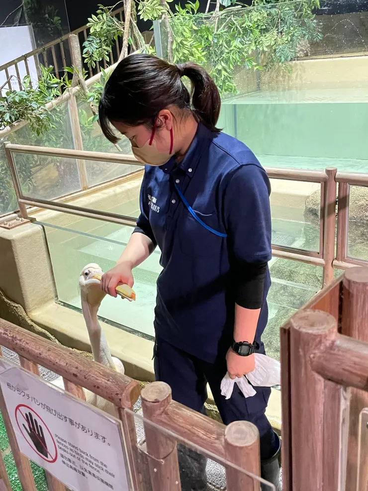 鵜鶘閉嘴