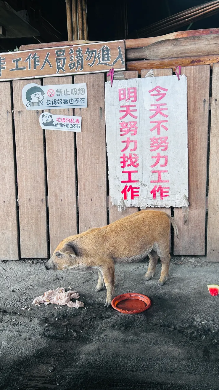 小豬努力吃飽飽