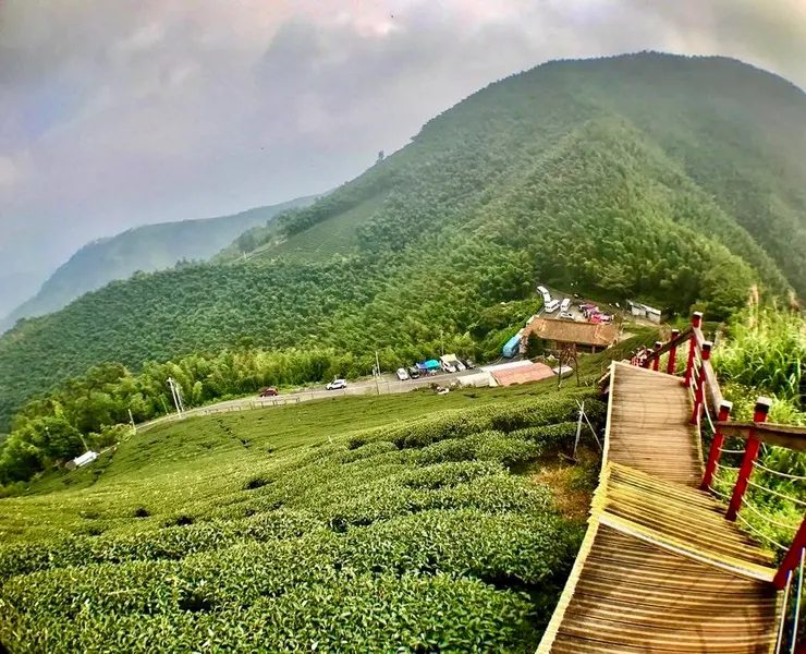 蒼翠茶樹滿佈山坡，使嘉義梅山的「二尖山步道」有「嘉義版抹茶山」的別稱