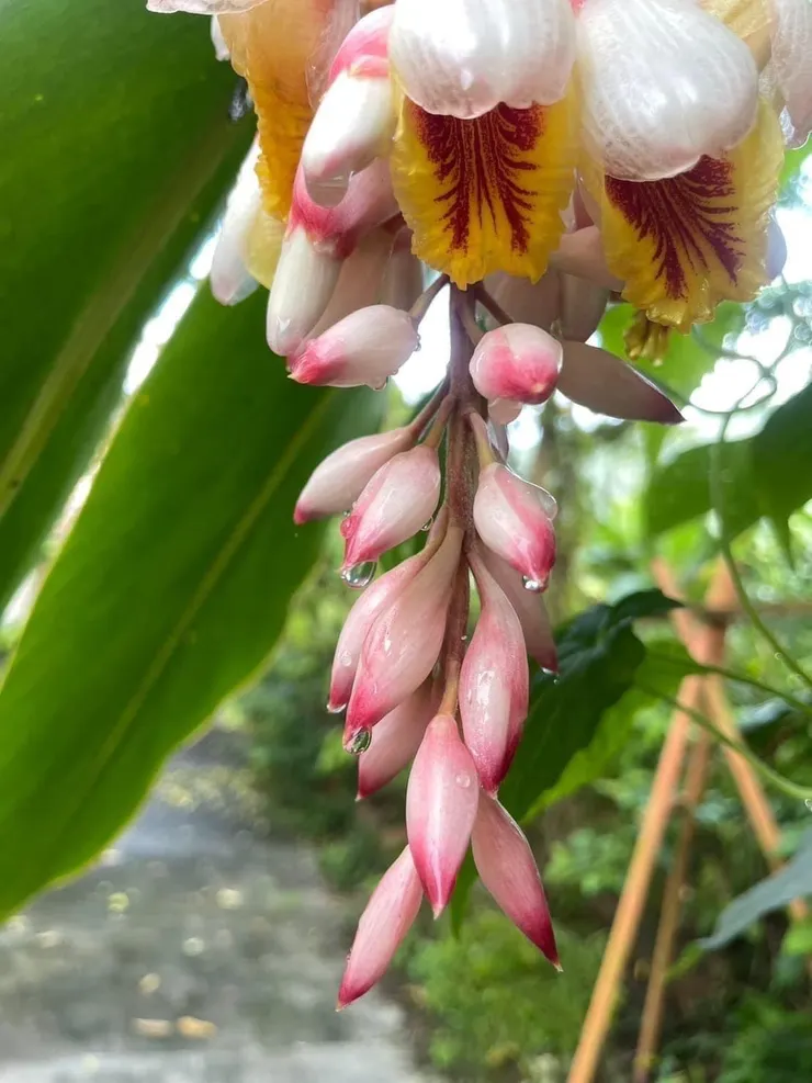 三月的庭院~在晨間散步時總能相遇含著晨露或垂掛雨滴的美麗月桃