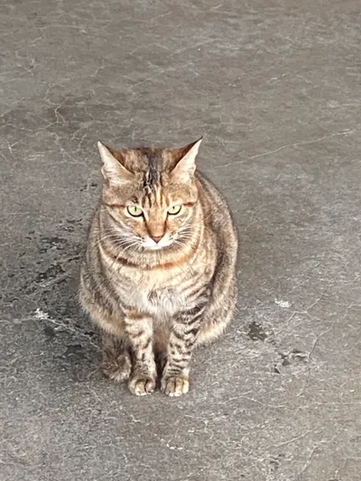 4/9突然就過了耶，但是點球的眼神好兇喔