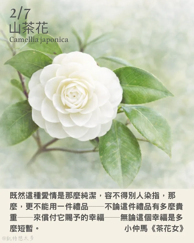 《一日一花・一句》｜2 月 7日｜山茶花×小仲馬《茶花女》