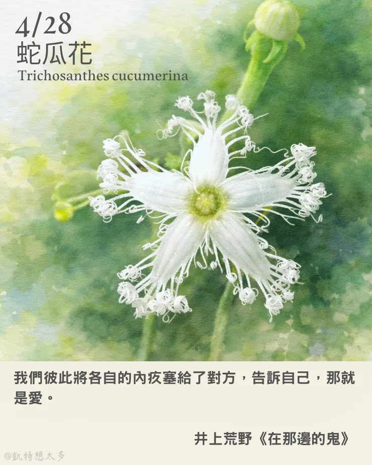 蛇瓜花×井上荒野《在那邊的鬼》