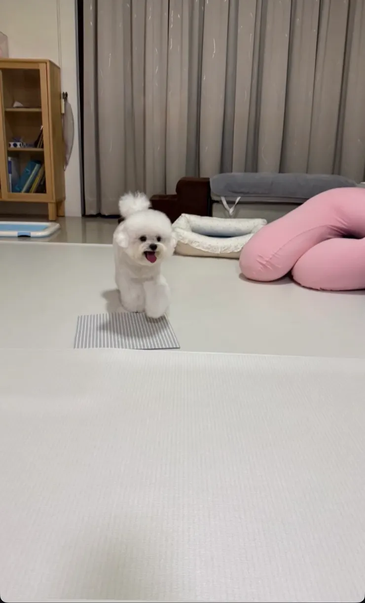 開心家裡跑