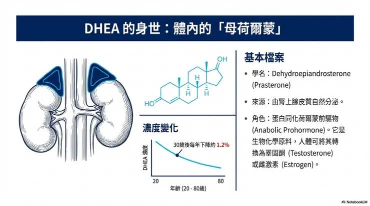 DHEA 是什麼