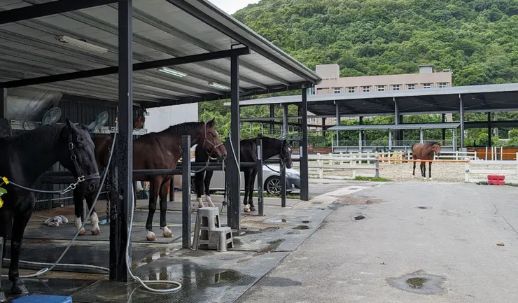 台北馬場學騎馬 汐止葛瑞絲馬場