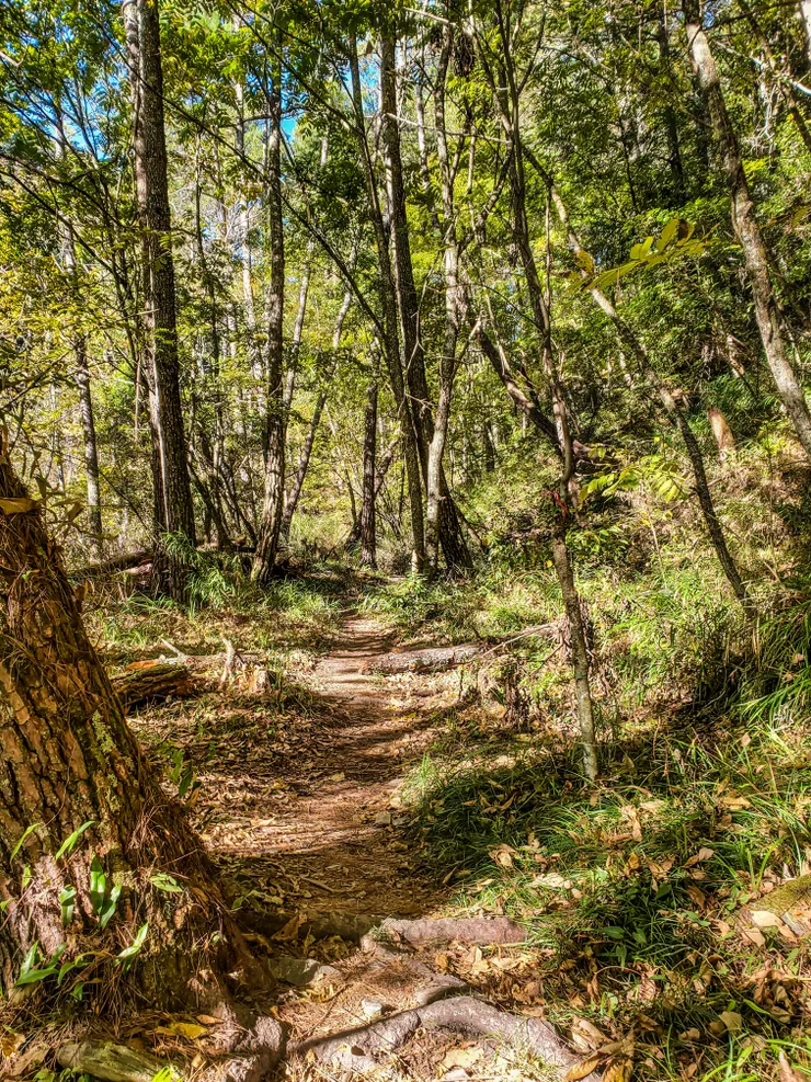 進入森林了！讚啦！