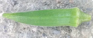 秋葵的果實/莢果為綠色蒴果,長大約10~30公分,直徑1~4公分,稍彎曲,莢果為六室,纖維狀,內含大量種子。側面剖面圖,每室具胚珠多顆,蒴果為尖長狀。