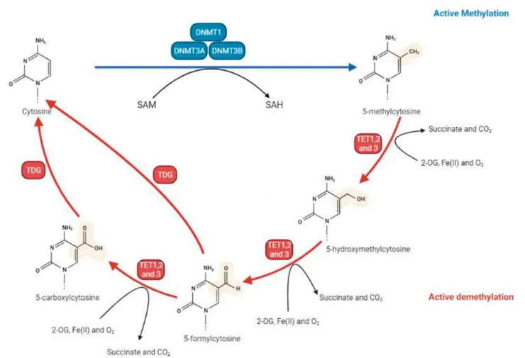 甲基化及去甲基化生化路徑圖