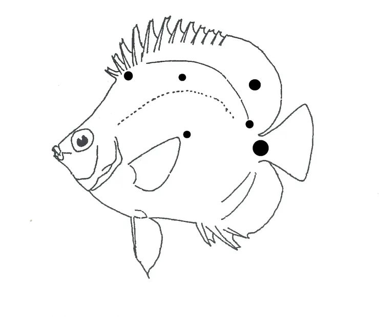 斑點或假眼點出現在身體不同的部位有著顯著不同的欺敵效益