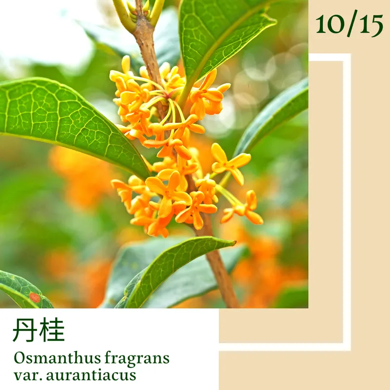 10月15日-『一日一花．一色』-丹桂．東京白茶