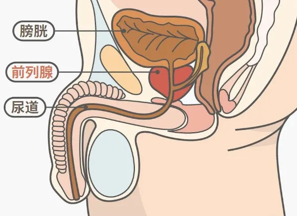 男生的陰莖、尿道、前列腺構造圖