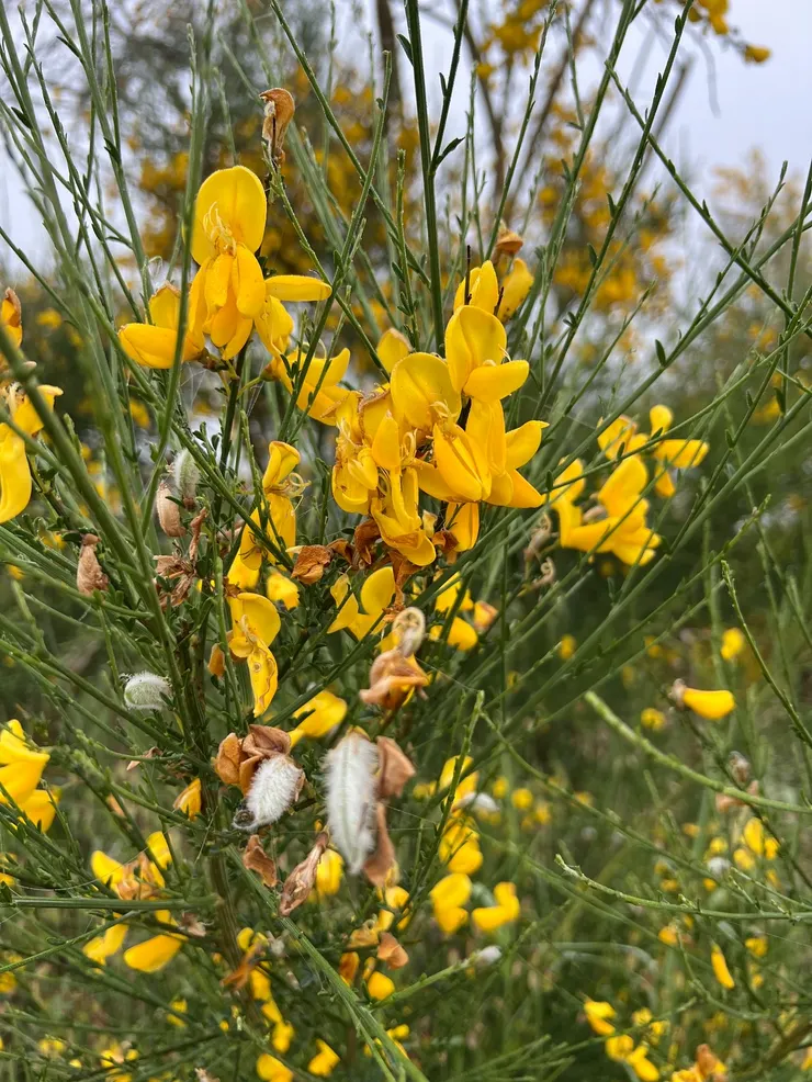 ChatGPT 表示可能是 金雀花（學名：Genista、Cytisus 或 Spartium 屬）是一種在西班牙非常常見的灌木植物，尤其在朝聖之路上、特別是加利西亞地區和卡斯提亞高原沿線，常常可以看到開滿黃色花朵的大片金雀花灌木。