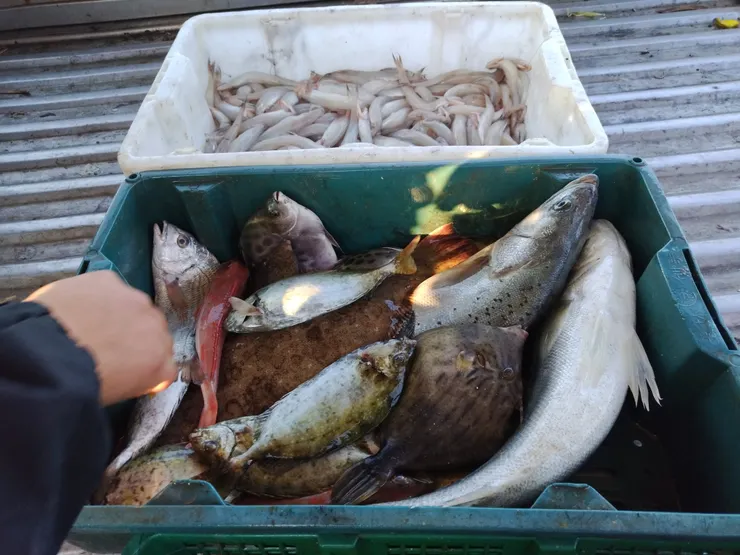 本次漁船主要販賣之漁獲