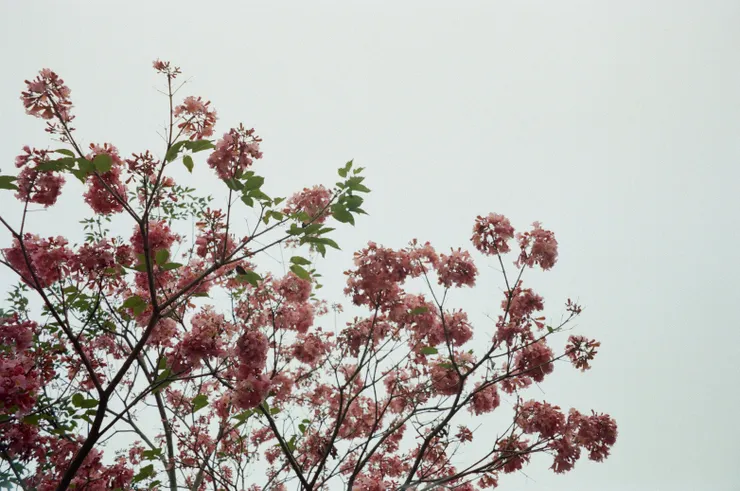 忘記拍攝地點了，一抬頭如果發現滿花盛開，就覺得整天都會很幸運