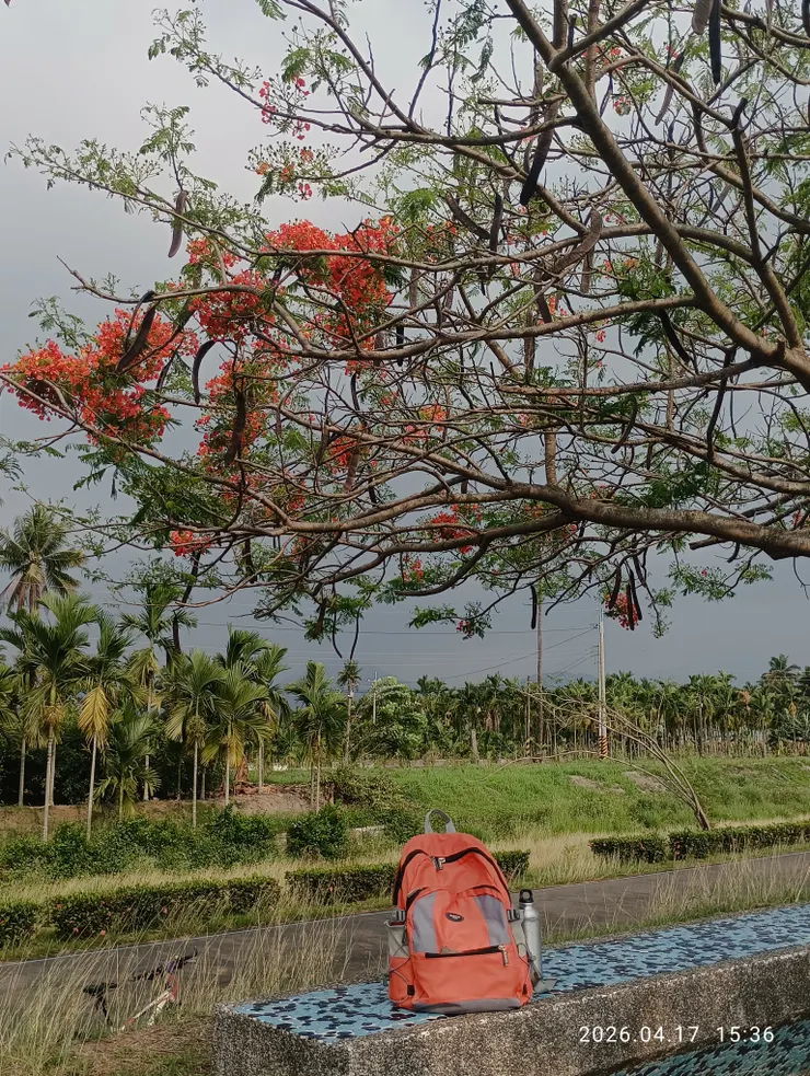 驚然鳳凰花已開