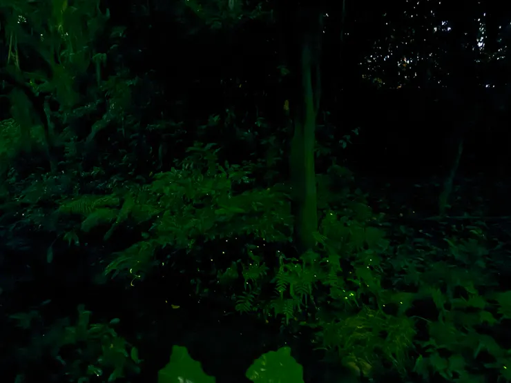 2026/04/25 戶外螢火蟲