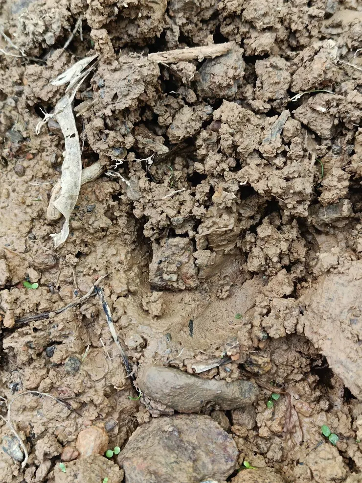 你看得出來山豬腳印嗎？