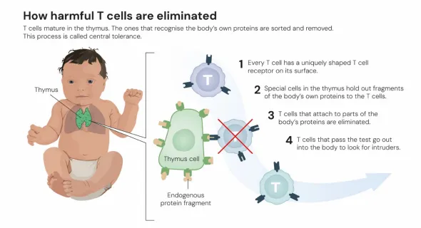 ▲ 圖片揭示了有害的 T 細胞如何被消滅
