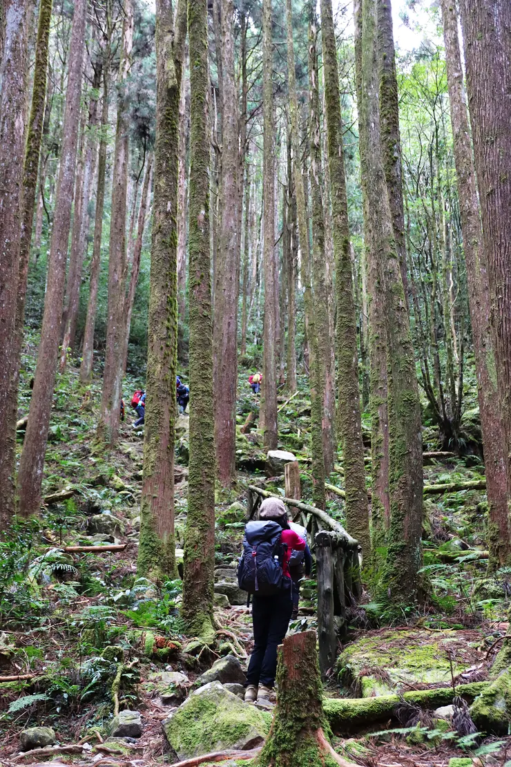 在大自然芬多精環繞中享受森林浴。