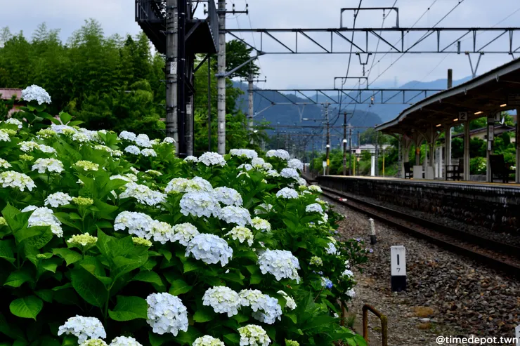 新高德車站道旁開滿了繡球花