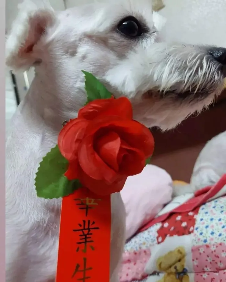 我叫憨吉，我畢業了