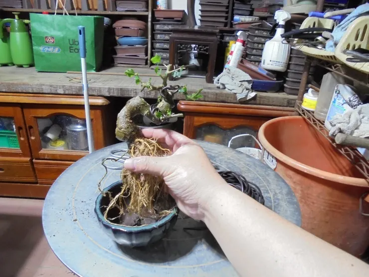 換土洗根與配盆