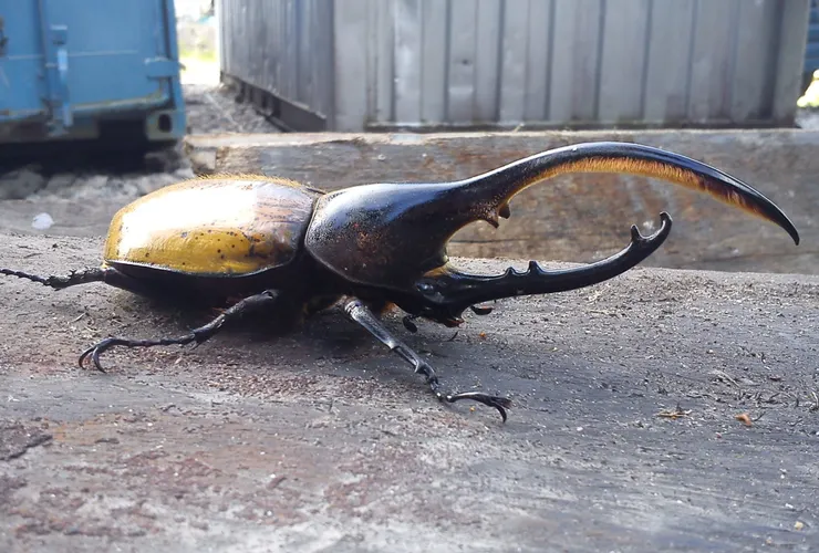 © David Torres 的觀察紀錄