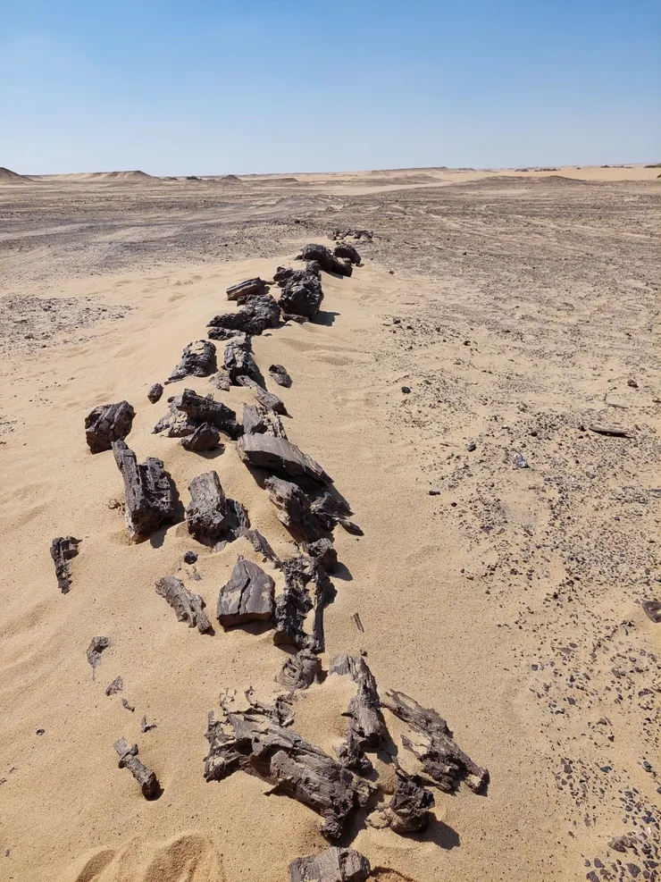 樹的化石，有點像木炭，差別在很重且硬的像石頭。