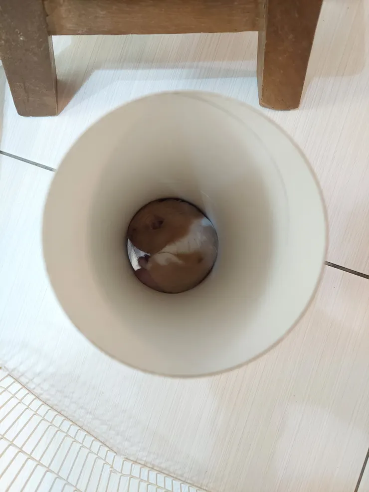 就是要睡，吵不醒