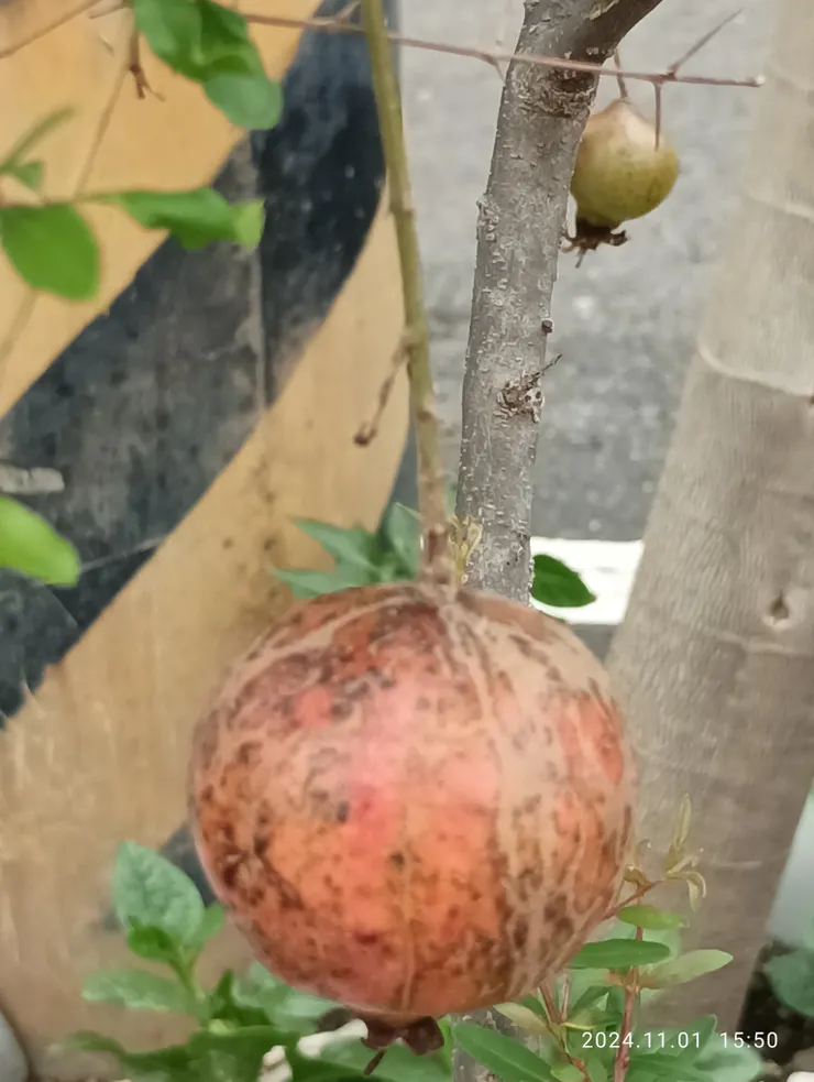 石榴果實，自拍攝