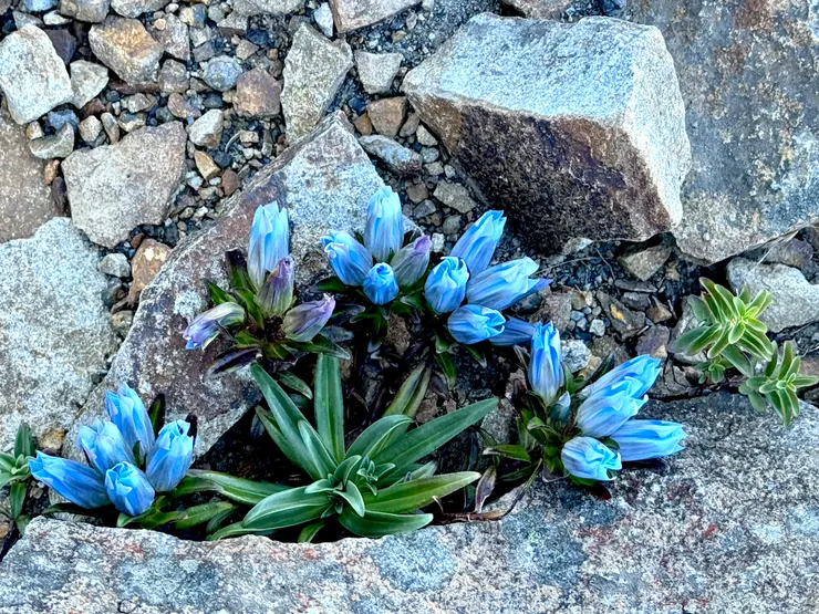 美麗的高山花卉讓辛苦的行程變得愉悅。