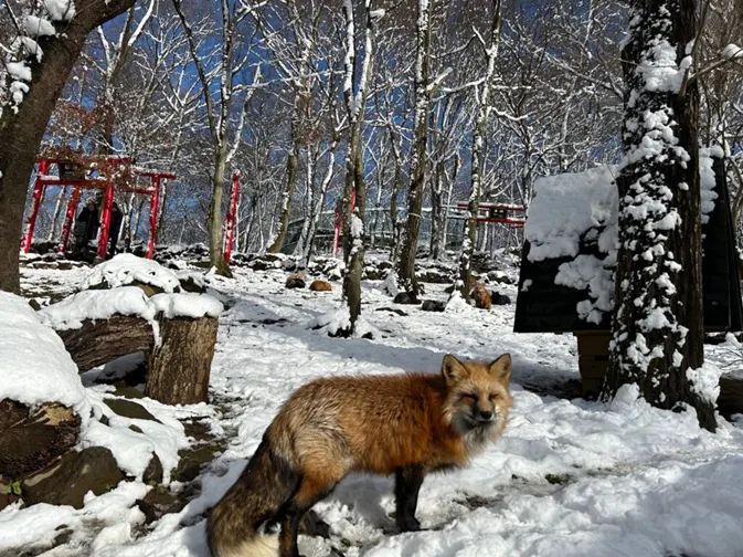 宮城蔵王 キツネ村