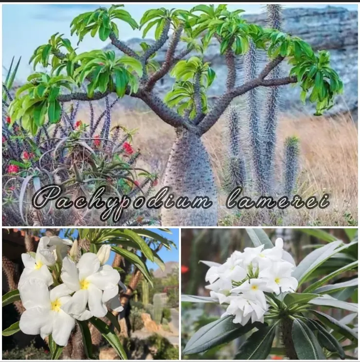 非洲霸王樹Pachypodium lamerei