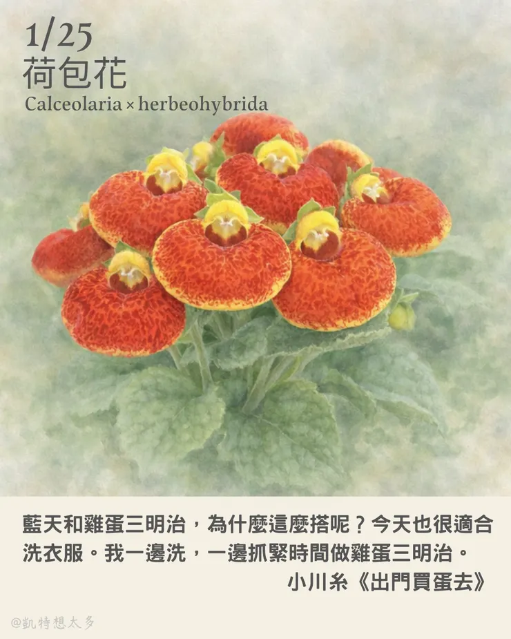 《一日一花・一句》｜1 月 25 日｜荷包花×小川糸《出門買蛋去》