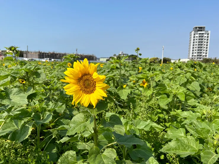 竹北陌上花開季